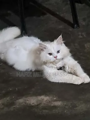 ৬-১২ মাস বয়সী পুরুষ খাঁটি পার্সিয়ান বিড়াল