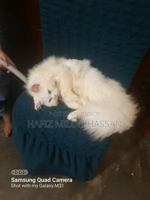 ৬-১২ মাস বয়সী পুরুষ খাঁটি পার্সিয়ান বিড়াল