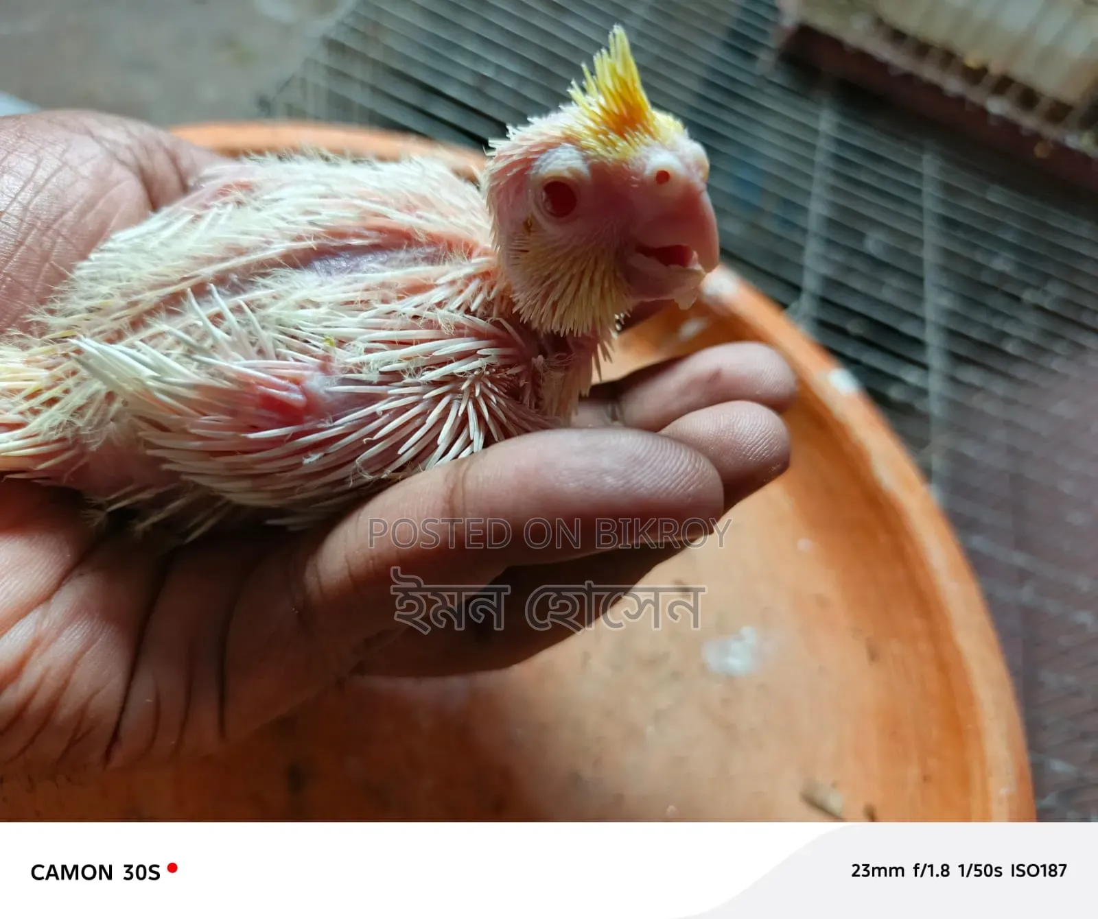 ককাটেল টেম সাইজ বেবি