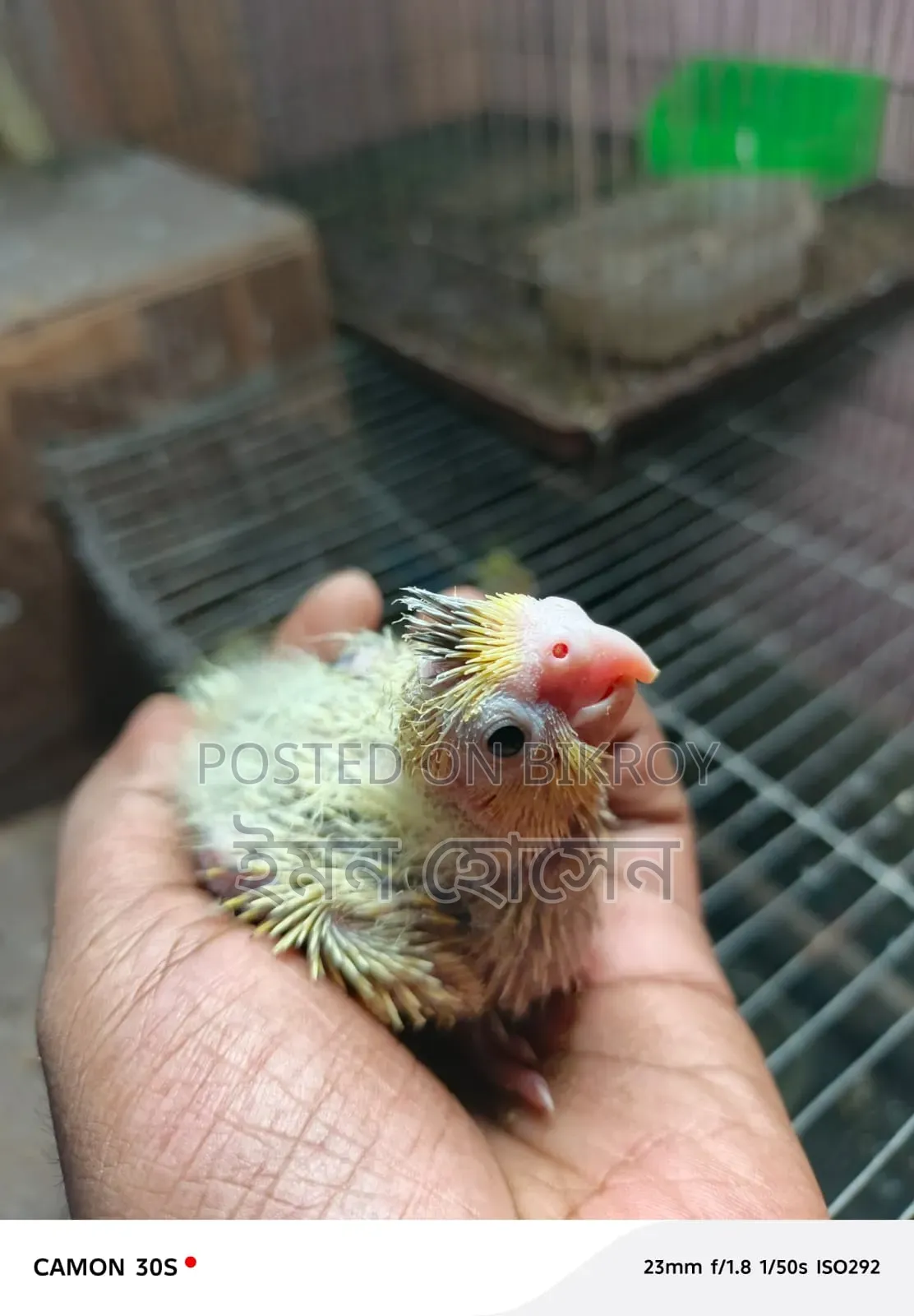 ককাটেল টেম সাইজ বেবি