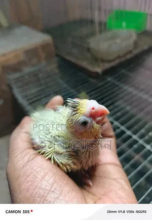 ককাটেল টেম সাইজ বেবি