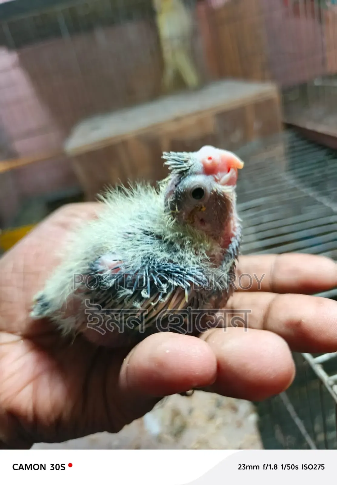 ককাটেল টেম সাইজ বেবি