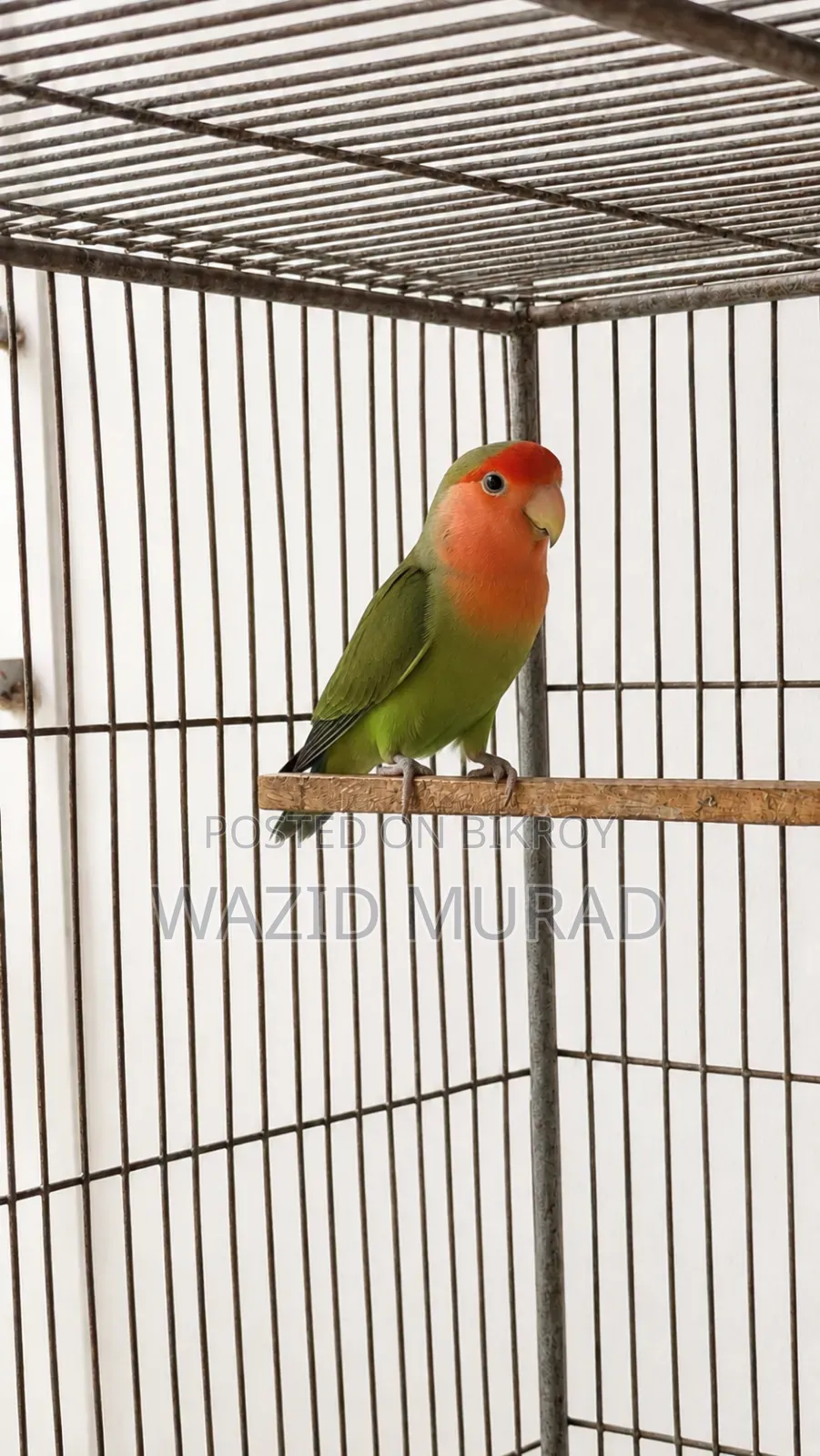 Breeding Male Lovebird