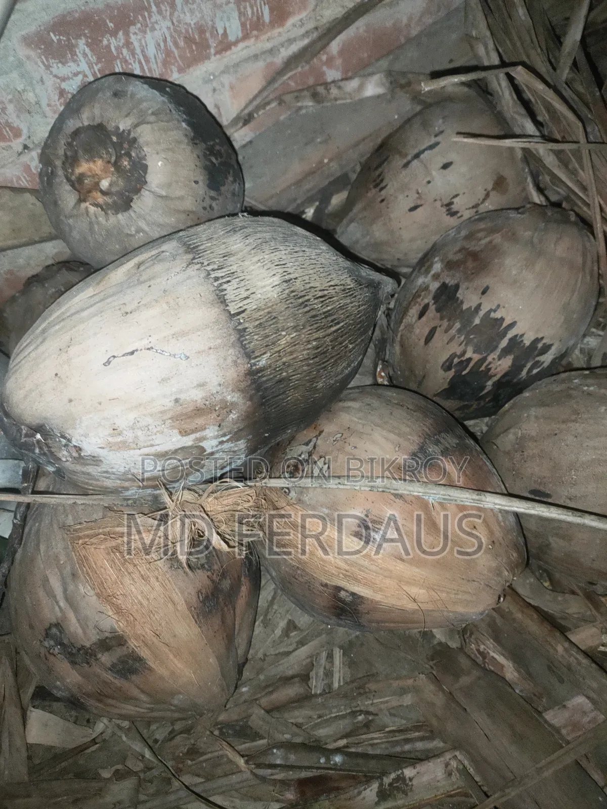জুনা নারিকেল