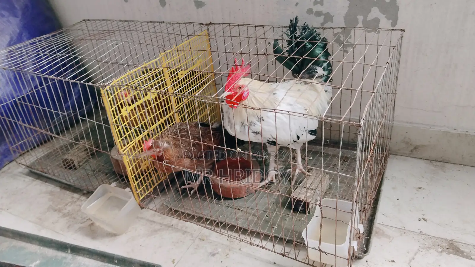 Deshi Chicken