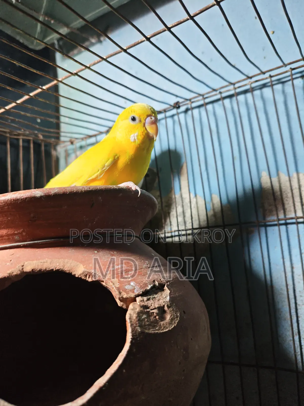 বাজিগর পাখি