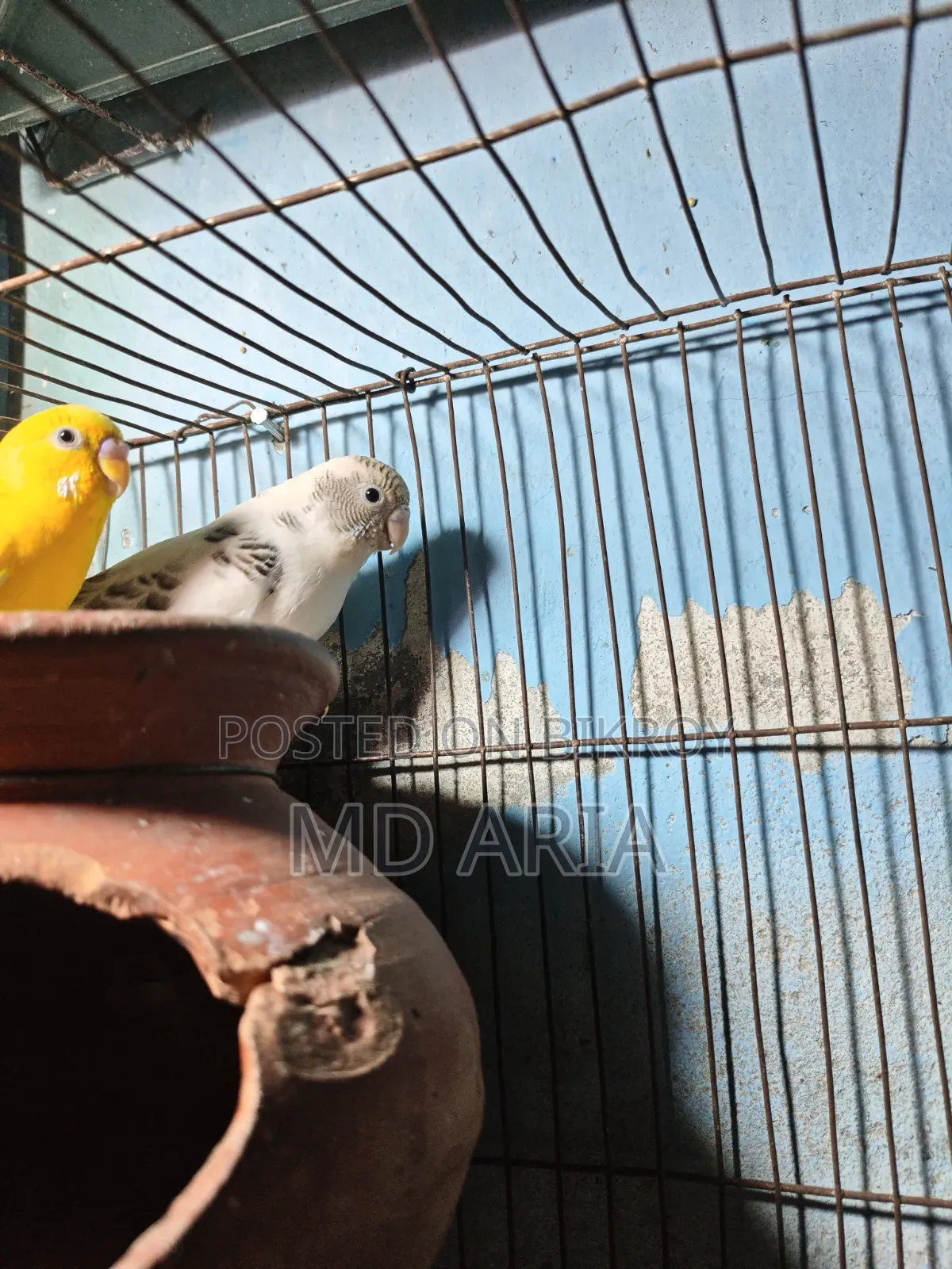 বাজিগর পাখি