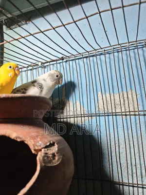 বাজিগর পাখি