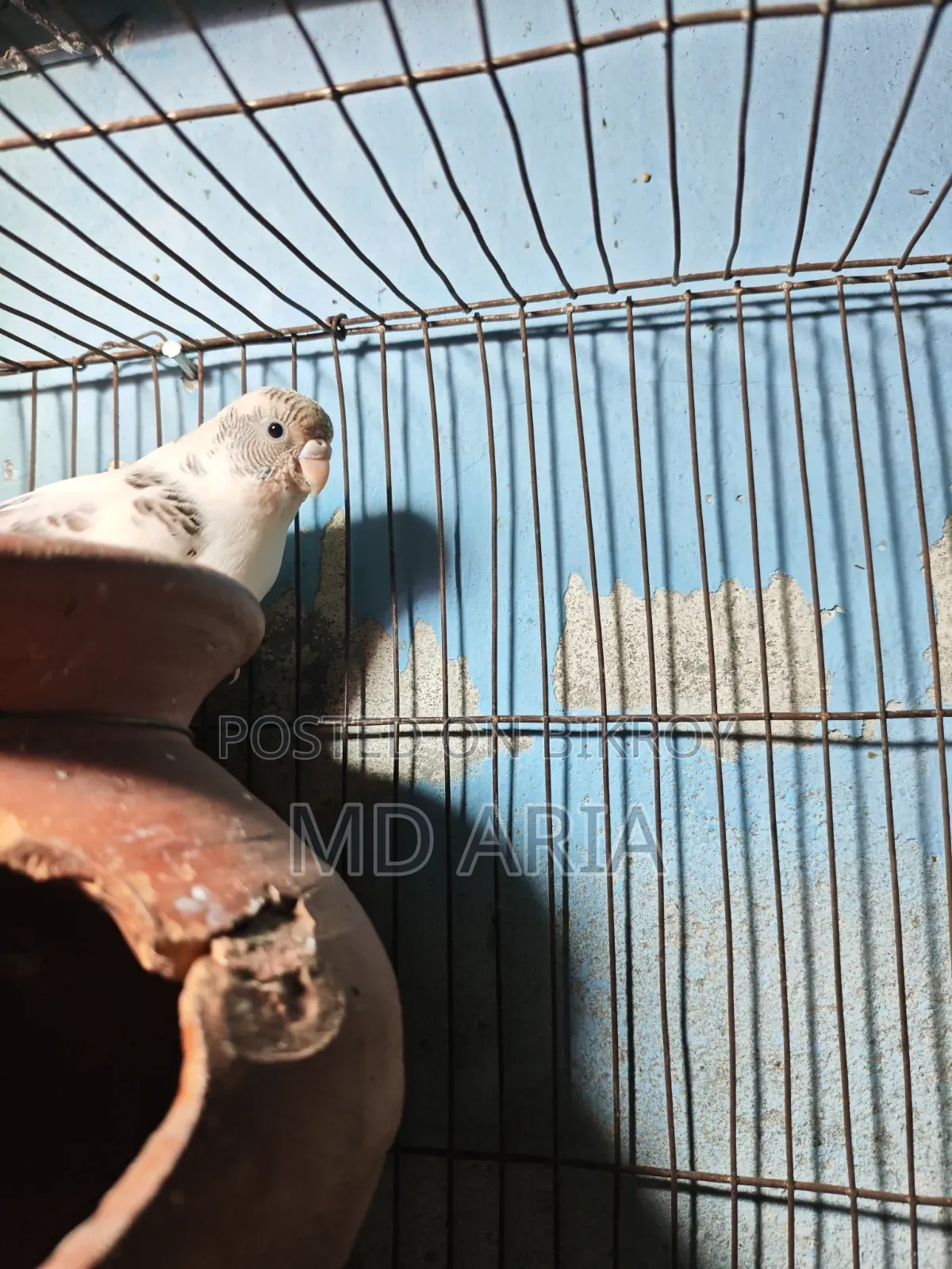 বাজিগর পাখি