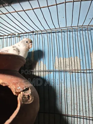 বাজিগর পাখি