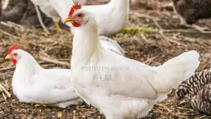 Poultry Hen for Sale