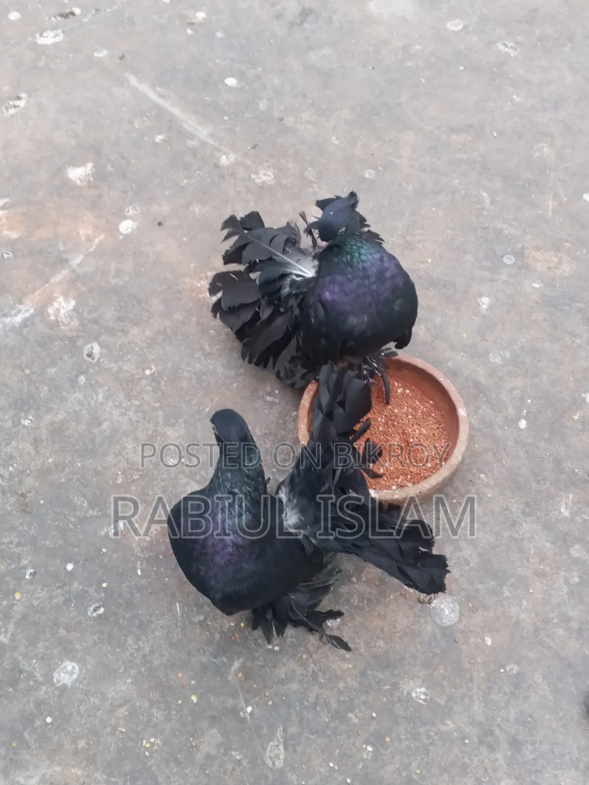 A pair of black Lakha pigeons for sale