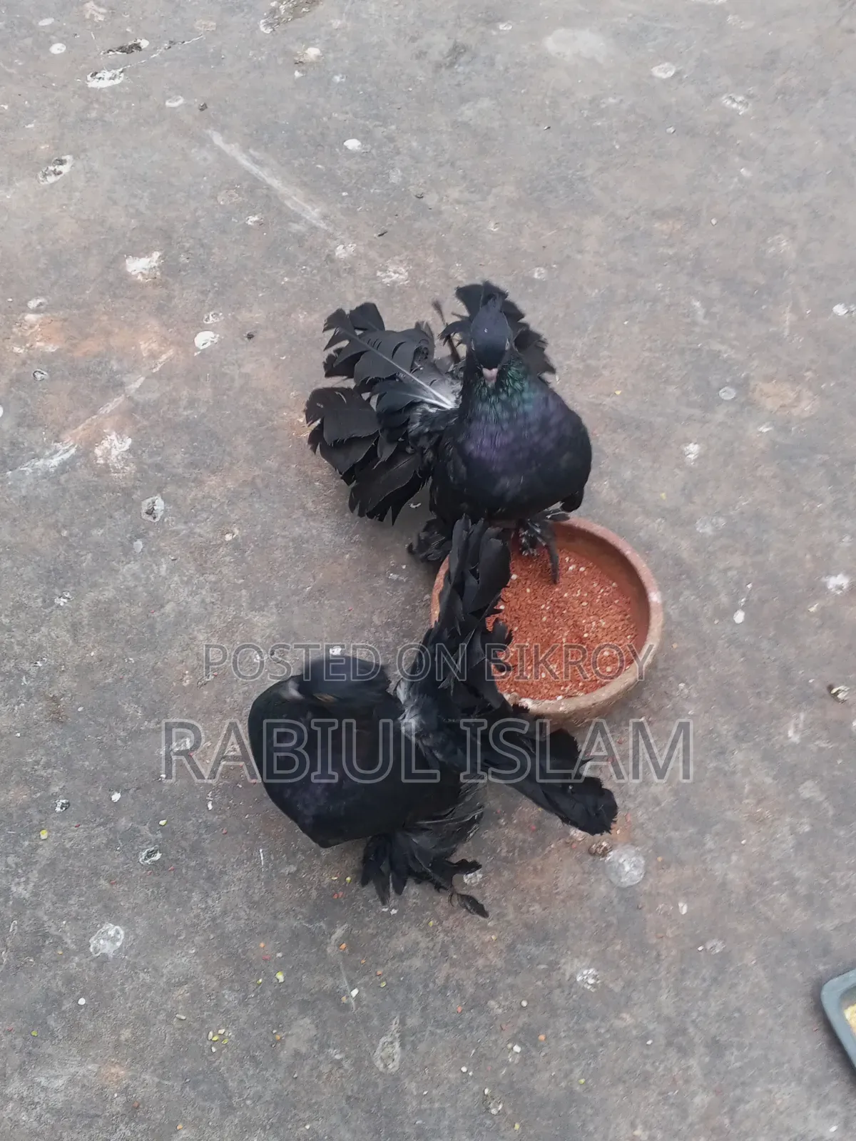 A pair of black Lakha pigeons for sale