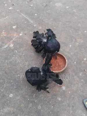 A pair of black Lakha pigeons for sale