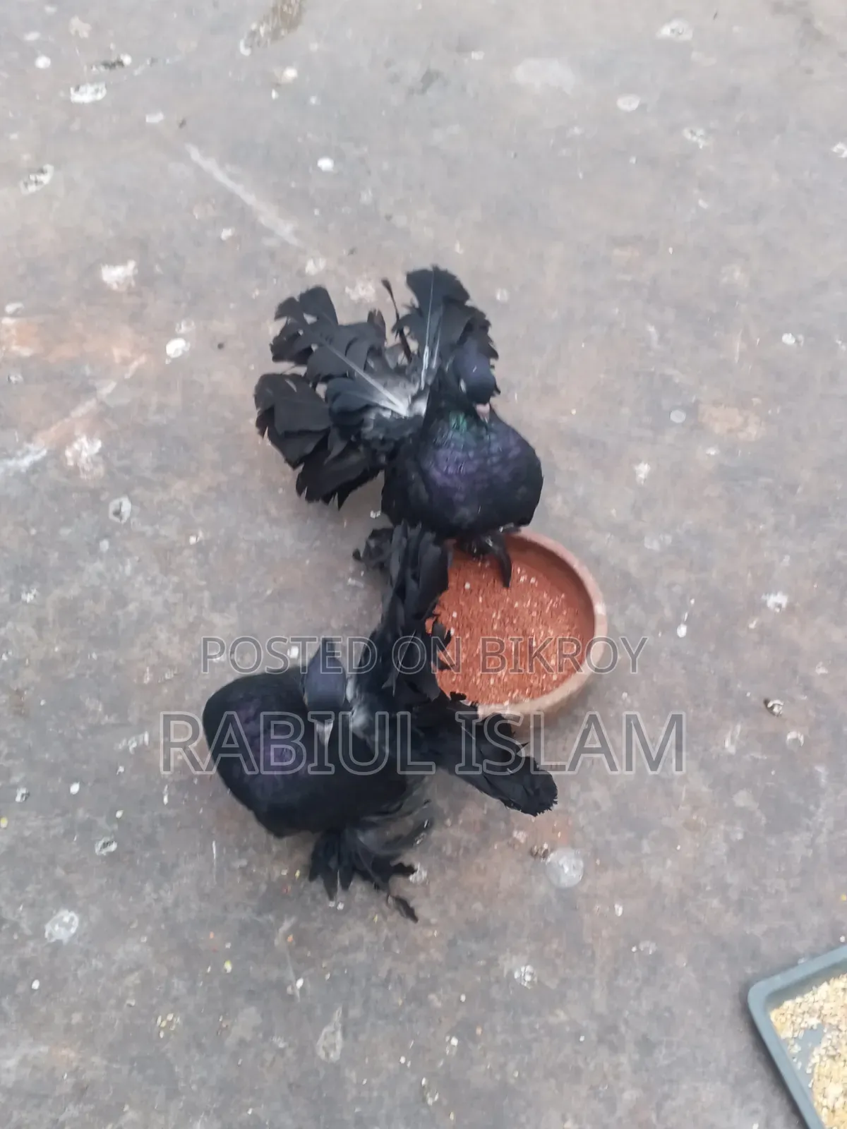 A pair of black Lakha pigeons for sale