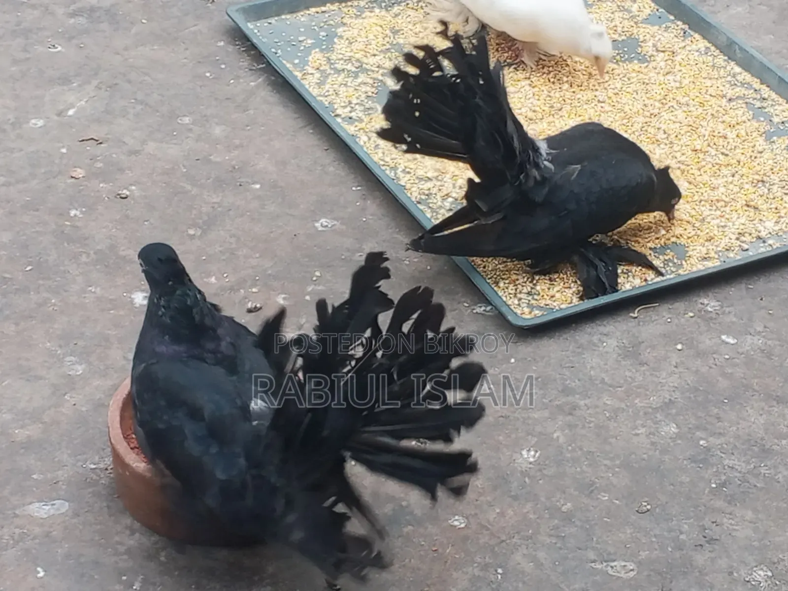A pair of black Lakha pigeons for sale