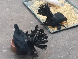 A pair of black Lakha pigeons for sale