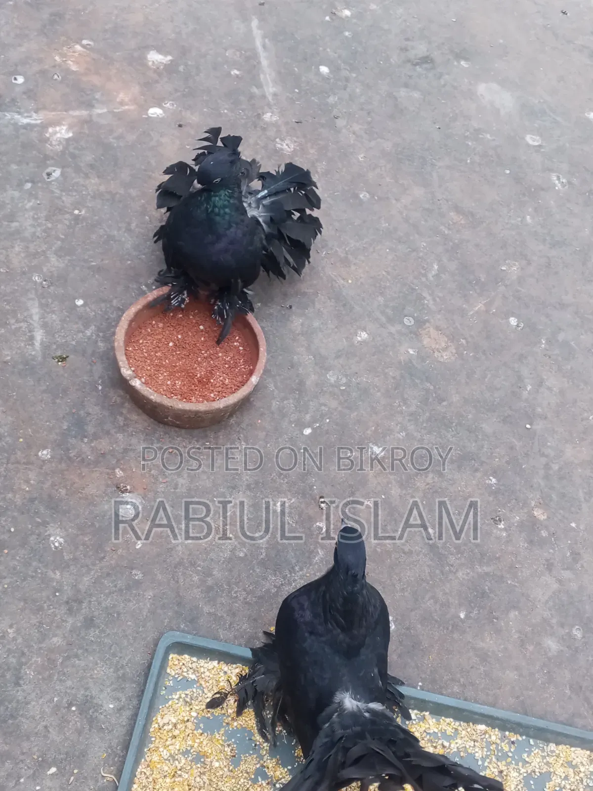 A pair of black Lakha pigeons for sale