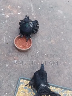 A pair of black Lakha pigeons for sale