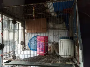 ১৮/২৪ রড ফ্রেম কেজ