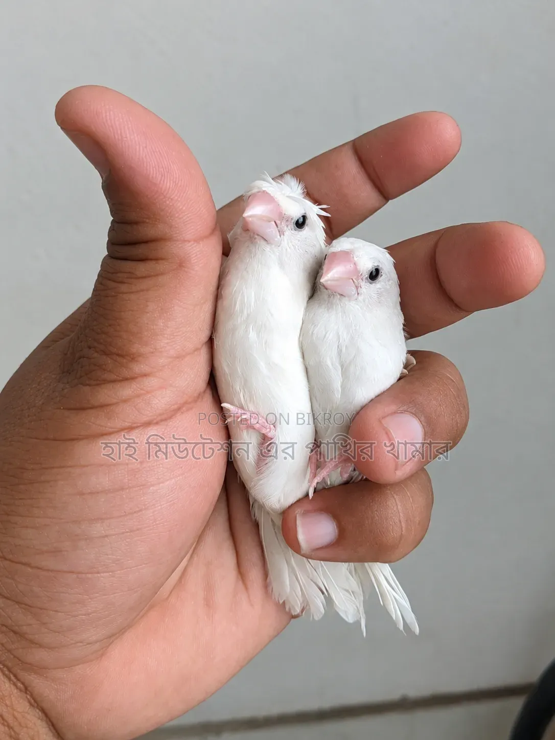 বেংগলী ফিনজ ফোষটারিং এক্সপার্ট