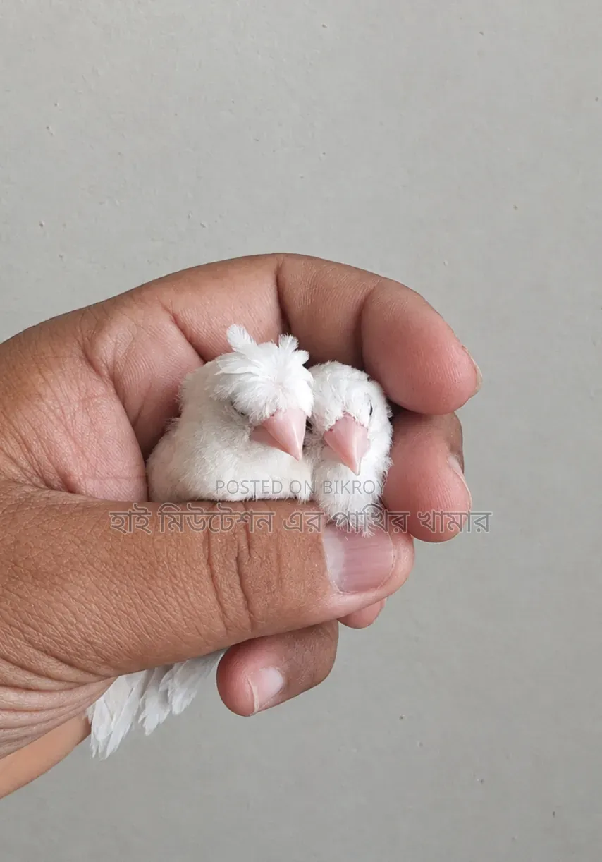 বেংগলী ফিনজ ফোষটারিং এক্সপার্ট