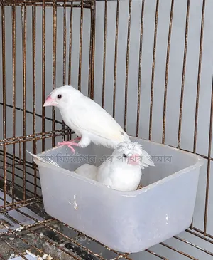 বেংগলী ফিনজ ফোষটারিং এক্সপার্ট