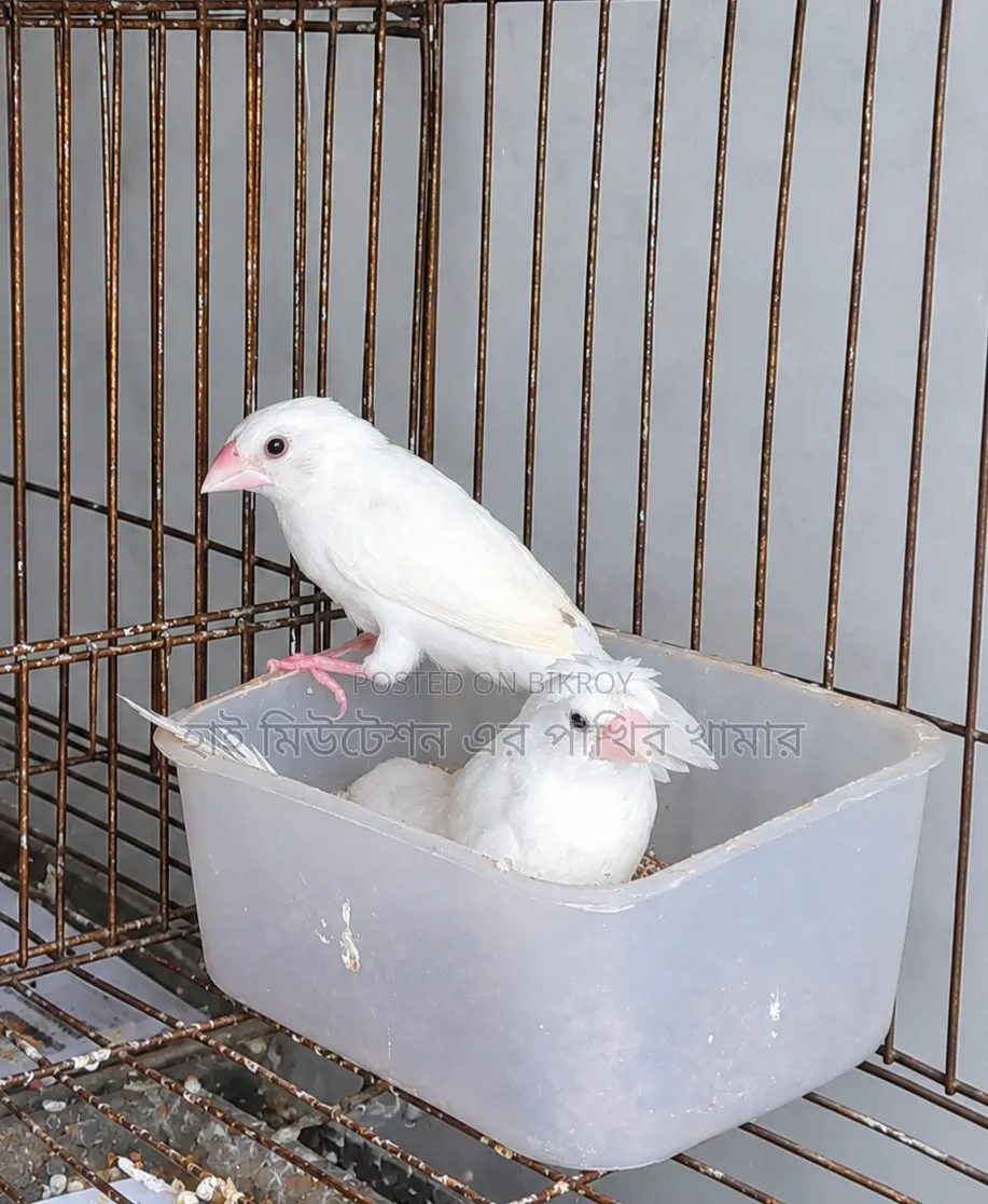 বেংগলী ফিনজ ফোষটারিং এক্সপার্ট