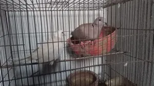 কোকাটেল ও ঘুঘু পাখি