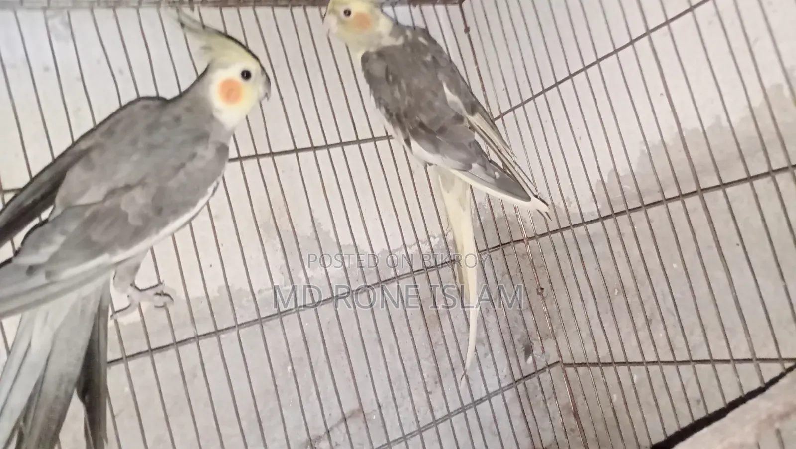 কোকাটেল ও ঘুঘু পাখি