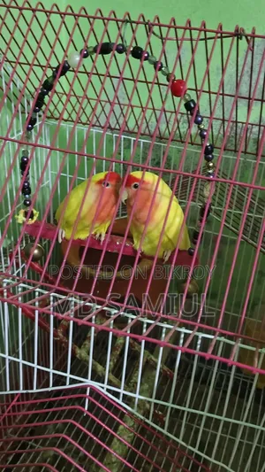 লাভ বার্ড পাখি