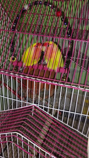 লাভ বার্ড পাখি