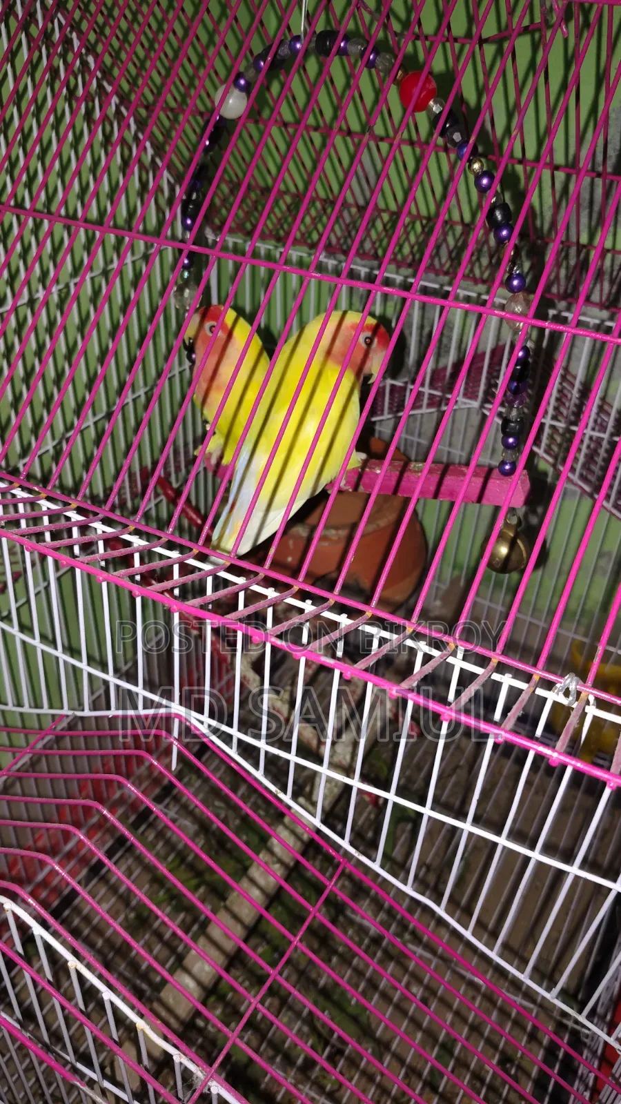 লাভ বার্ড পাখি