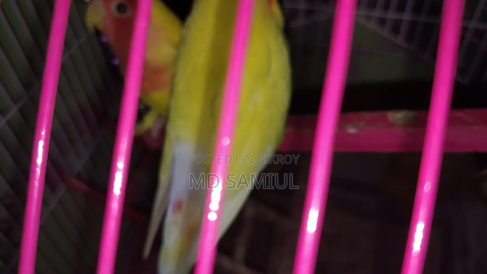 লাভ বার্ড পাখি