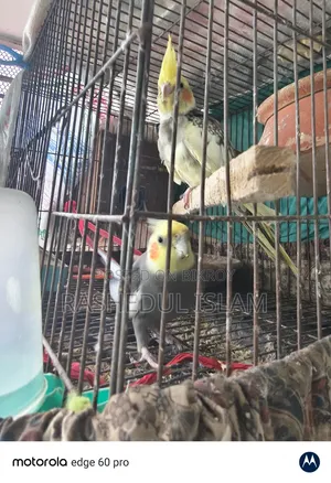 Cockatiel Adult Pair
