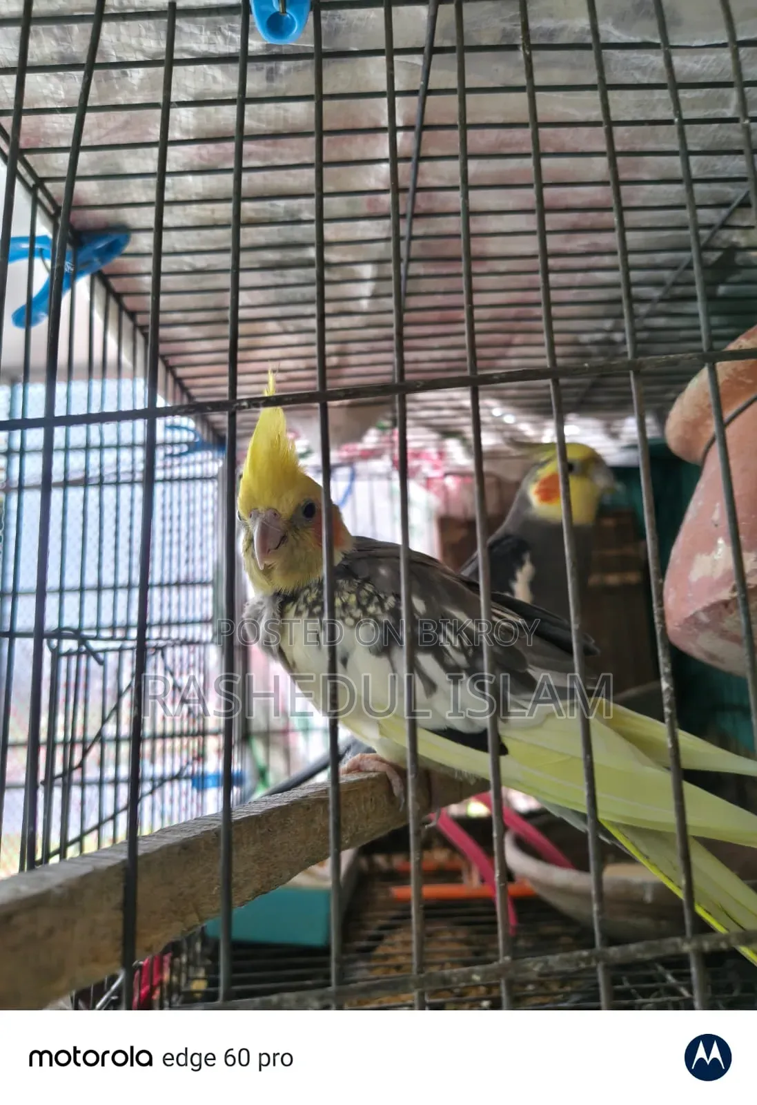 ককাটেল অ্যাডাল্ট পেয়ার