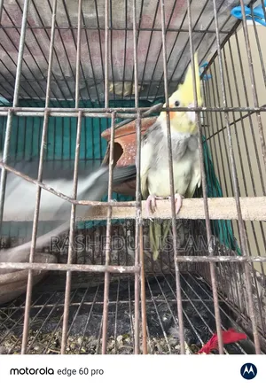 ককাটেল অ্যাডাল্ট পেয়ার