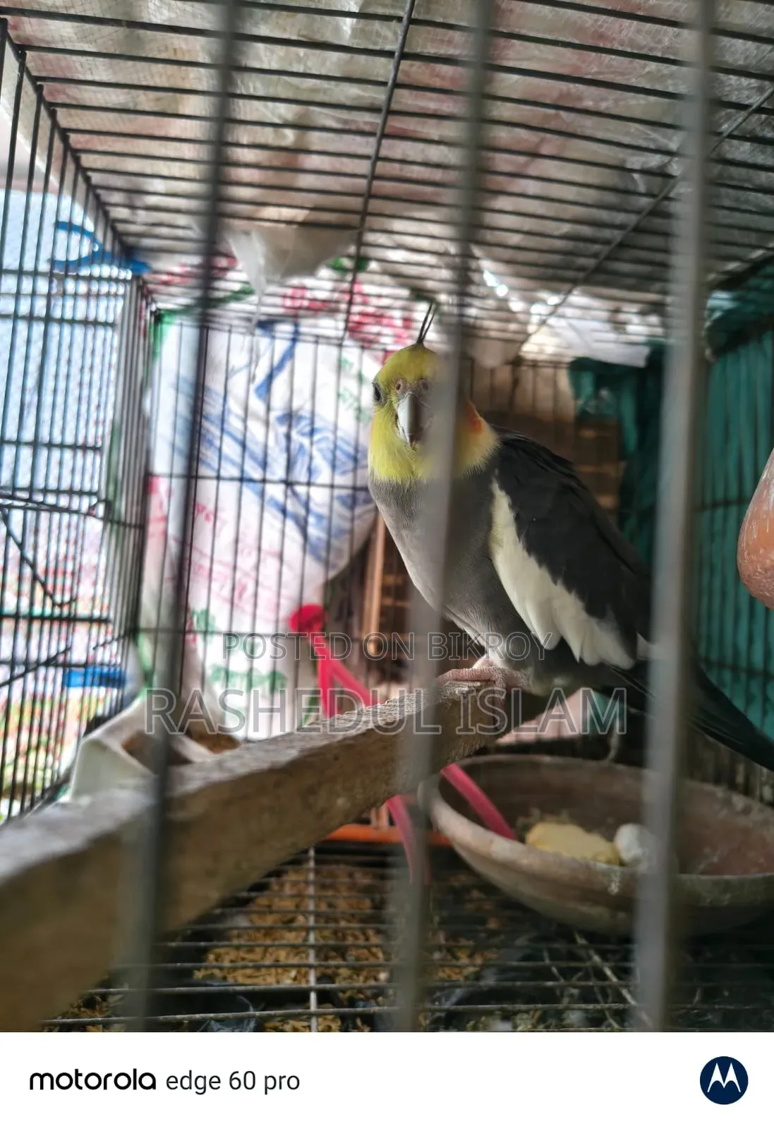 ককাটেল অ্যাডাল্ট পেয়ার