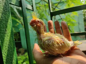 কোকাটেল পাখি