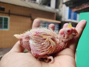 কোকাটেল পাখি