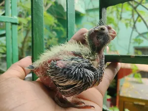 কোকাটেল পাখি