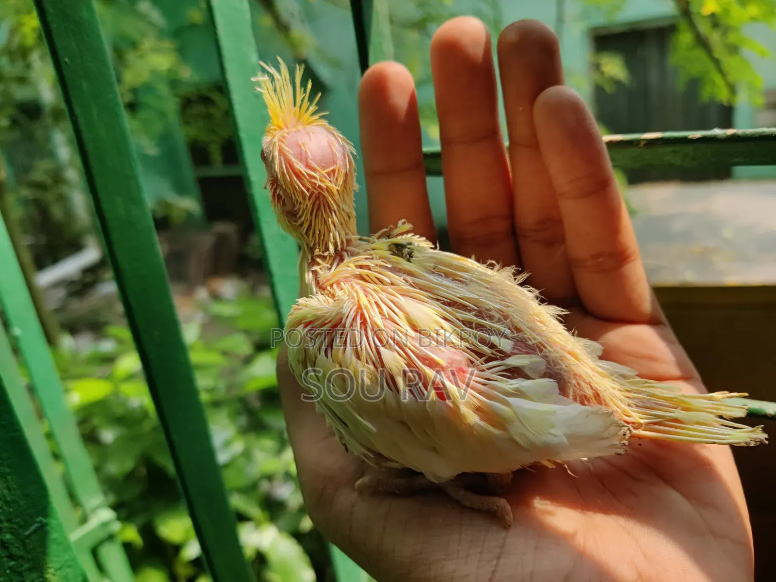 কোকাটেল পাখি