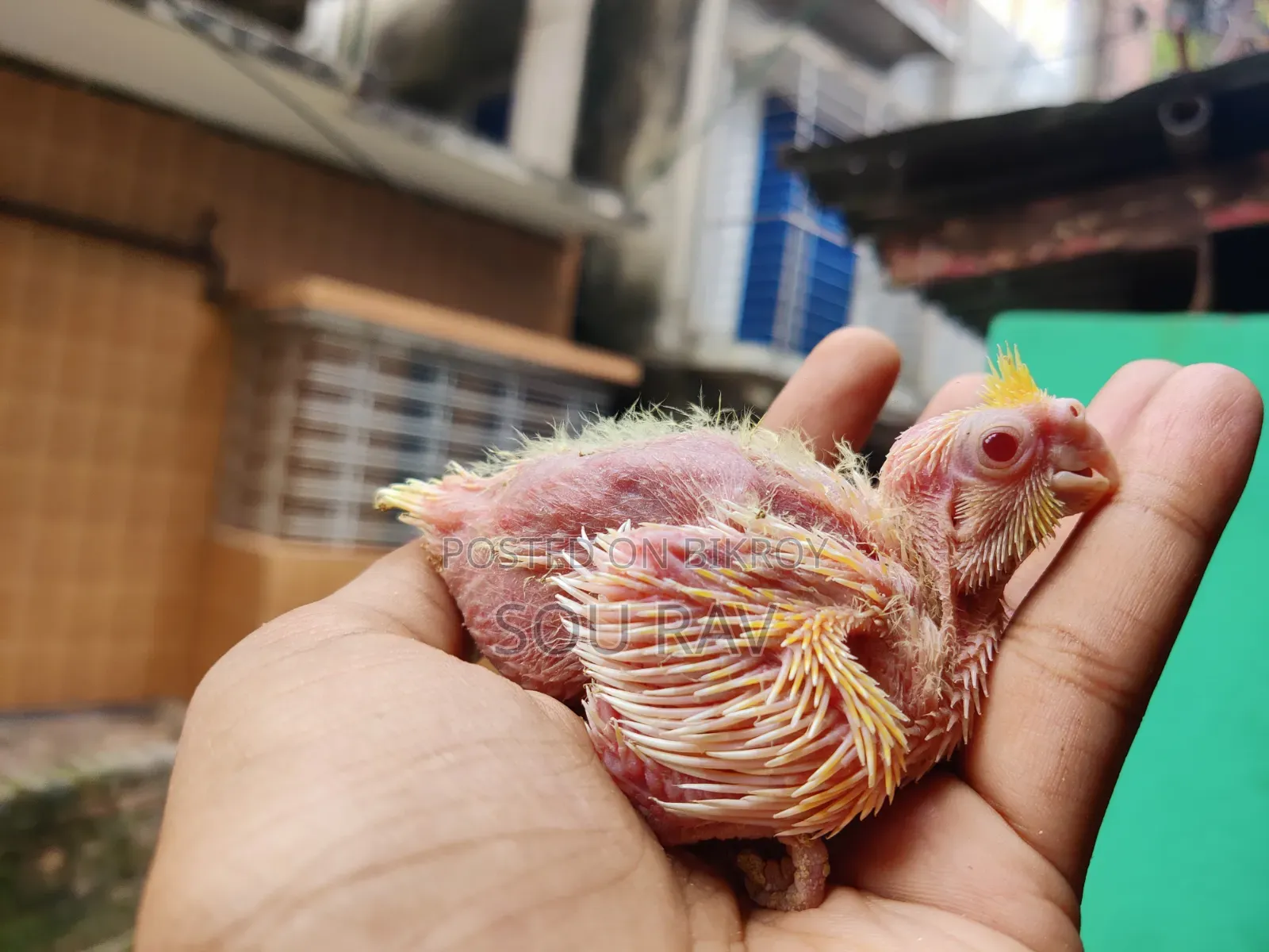 কোকাটেল পাখি