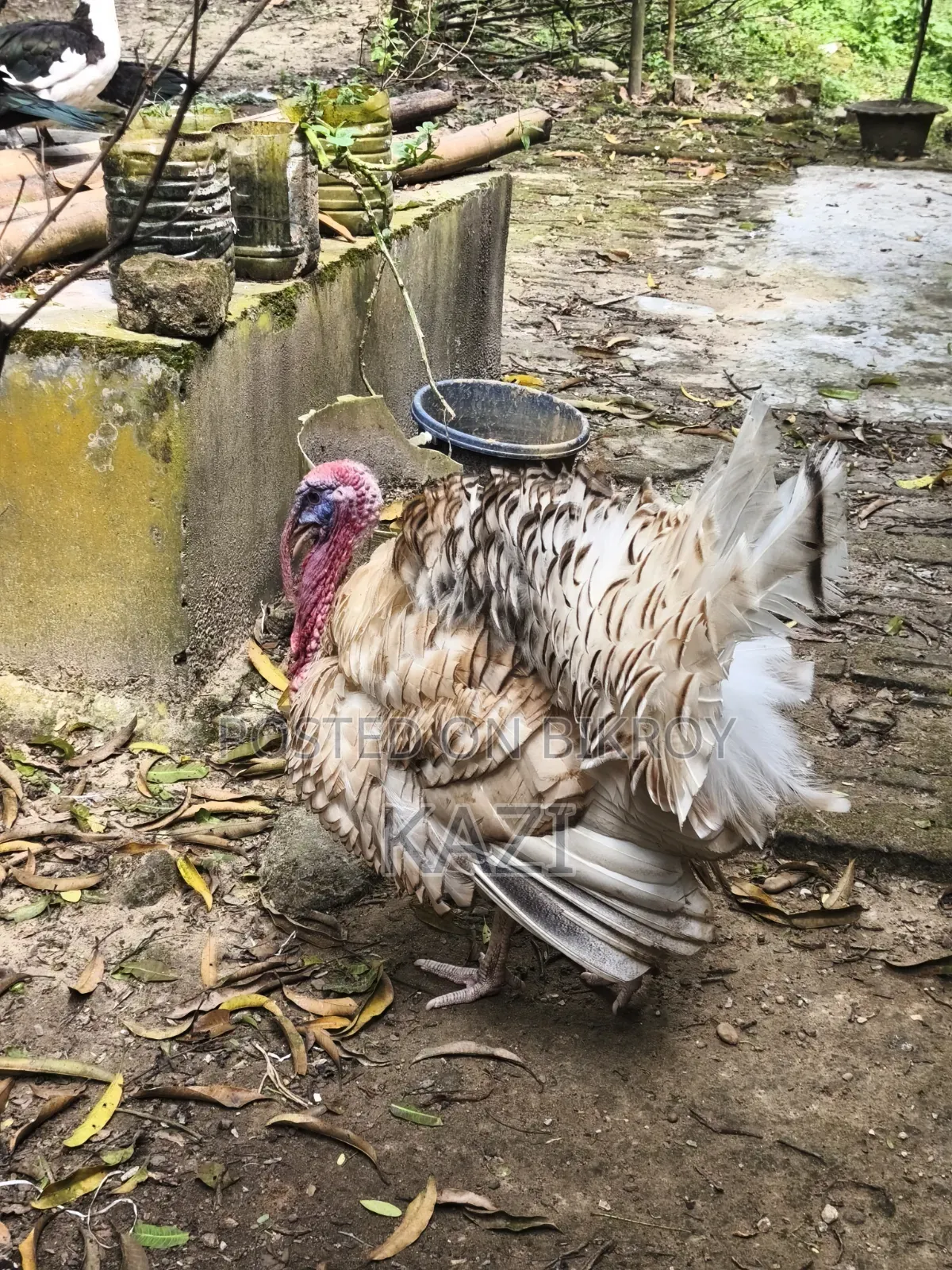 Turkey Chicken