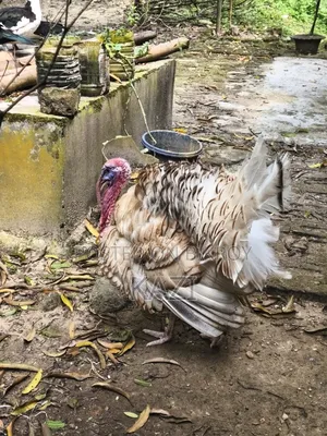 টার্কি মুরগি