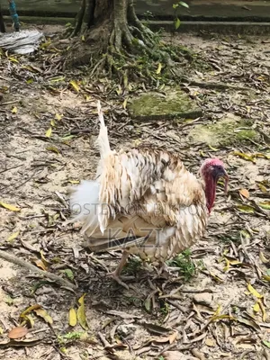 Turkey Chicken