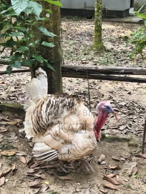 Turkey Chicken