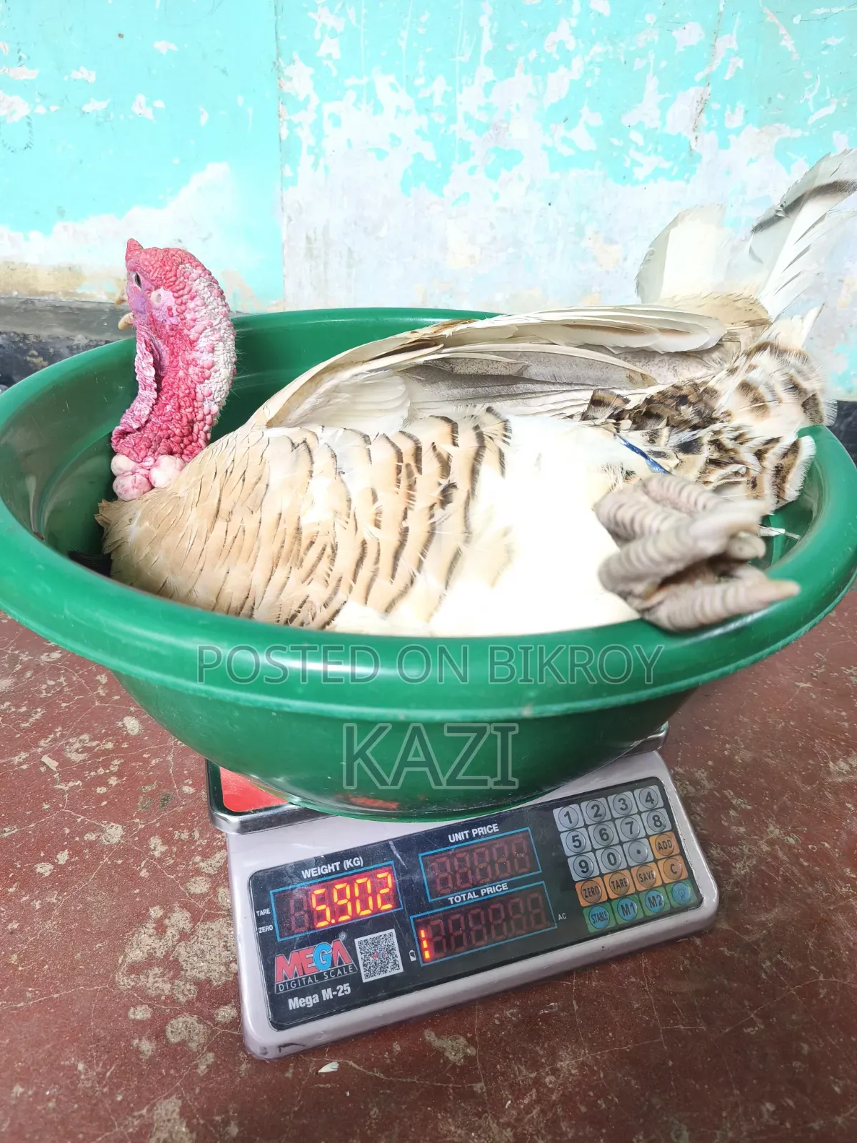 Turkey Chicken