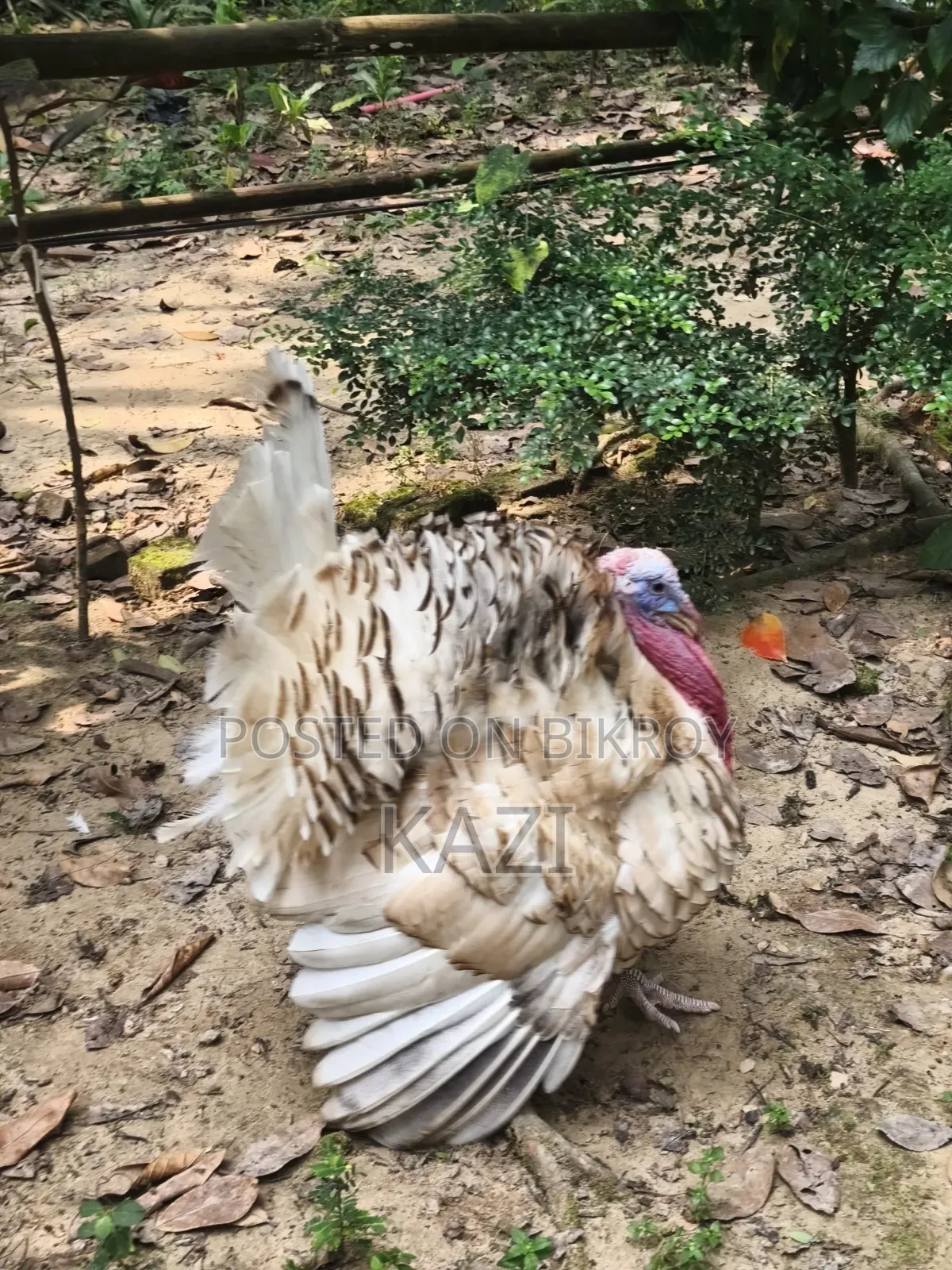 Turkey Chicken