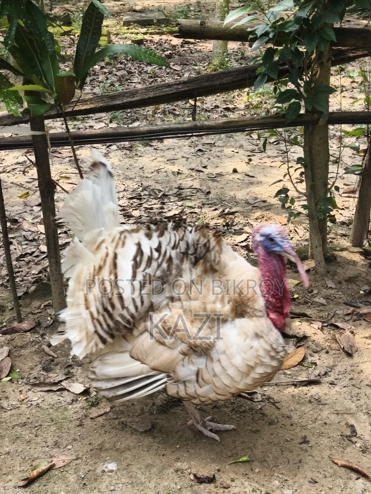 Turkey Chicken